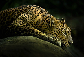 �����, �������, ���