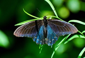 butterfly, , , 