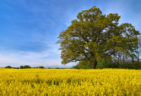 ����, ����, ������, �������