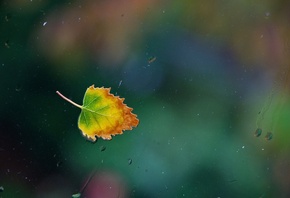 , one rainy, , , leaf,  , , 