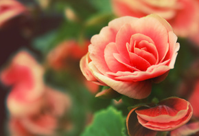 , flowers, rose, , , 