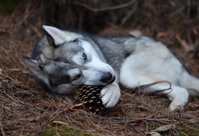 ���, ������, �������