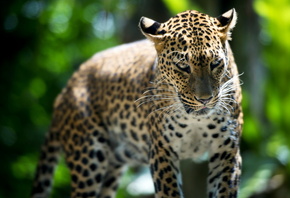 �����, ������, �������, �������, ������