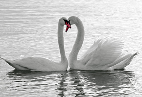 любовь, белые, вода, лебеди, Птицы
