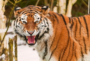 , , , , , , , amur tiger