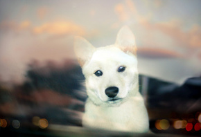 Shiba inu, , white, puppy, bokeh, , 