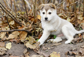 �����, �����, ������, ������, �����