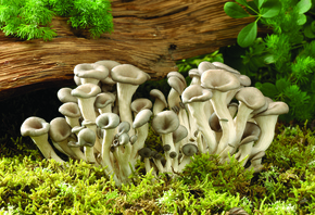 �����, ���, ����, ������