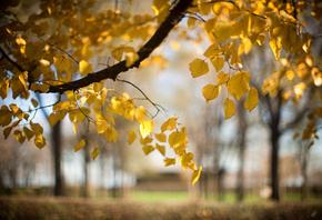 ветка, осень, листья, Дерево, природа, размытость