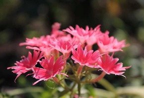 �����, ������, �������, ����