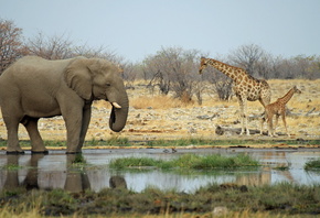 жирафы, африка, Слон