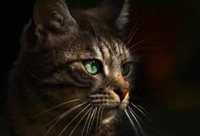 кот, серый, профиль, глаза, зеленые