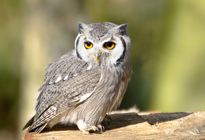 ����, owl, bird, look, �����, ������