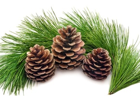 ����, ����, ����, �����, ���, �����, ������, ����� ���