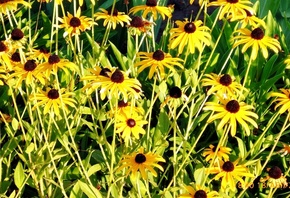 ����, ������, ������