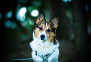 Welsh corgi, , , , , dog