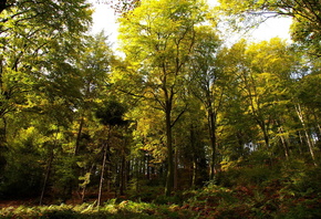 солнечный, осень, Германия, лес, день, деревья