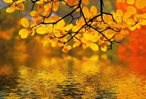 ����, ������, �����