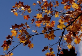 ����, ������, �����, �����