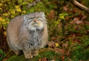 �����, ��������� ���, �������, ������