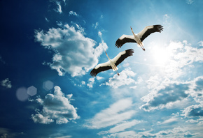 beautiful, clouds, , fly, sky, , , birds, , Heron