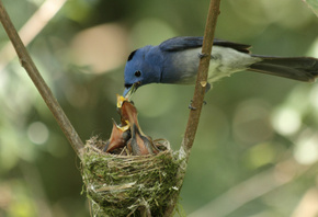 ������, ����, �����, ������, �������, ���������