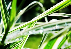 �����, �����