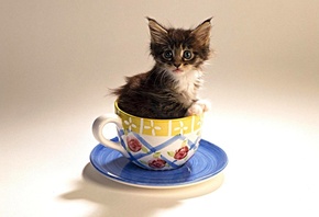 ������, ���������, �����