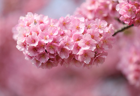 дерево, розовые, Япония, сакура, цветы, веточка, вишня