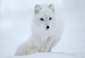 Песец, полярная лисица, снег, взгляд, мордочка