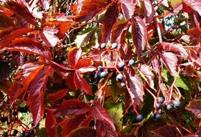 �����, ��������, �����