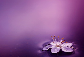 ������, ����, ���