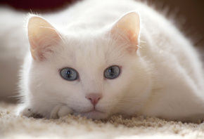 Кот, кошка, белый кот, лежит, большие глаза, голубые глаза, уши