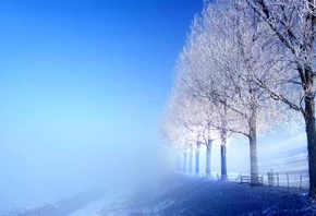 зима, деревья, белые, снег, туман