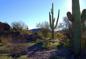 Cactus, Mountains, Arizona