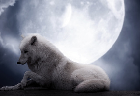 ночь, фантастика, красота, Волк, белый, луна, волчица