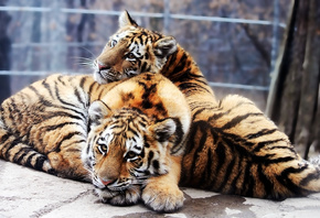 ,  , panthera tigris altaica