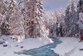 Snow, Forest, Water