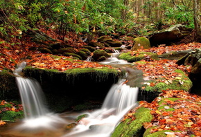 Waterfall, Leaves, Trees, Rocks