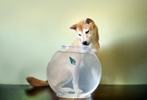 Собака, аквариум, рыбка