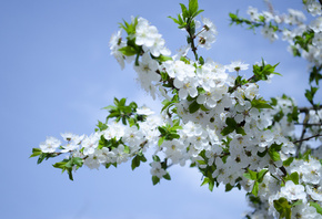 Природа, белые цветы, весна