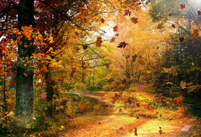 ветки, деревья, осень, золотая, листва, Лес, листья