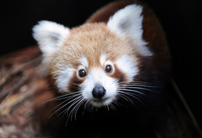 Firefox, ailurus fulgens, ����� �����