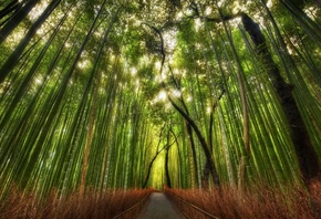 природа, бамбук, дорожка, тропинка, лес