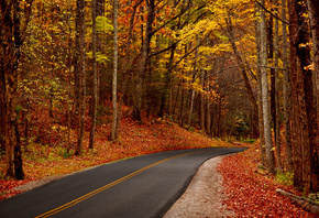 nature, Leaves, , park, , walk, autumn, hdr, , trees, fores ...