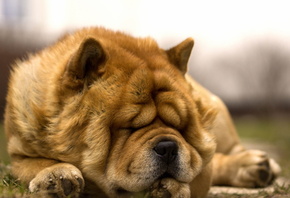 ����, Sleeping time, ������