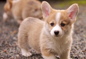 ������, �����, �����