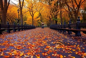 парк, осень, листья, деревья