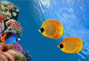 coral colony, reef, Siam Bay, Thailand, fish, ocean, underwater, колонии ко ...