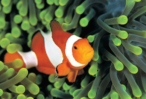 fish, clown, colorful anemone, underwater, sea, рыбу, клоун, красочные анемоны, под водой, море